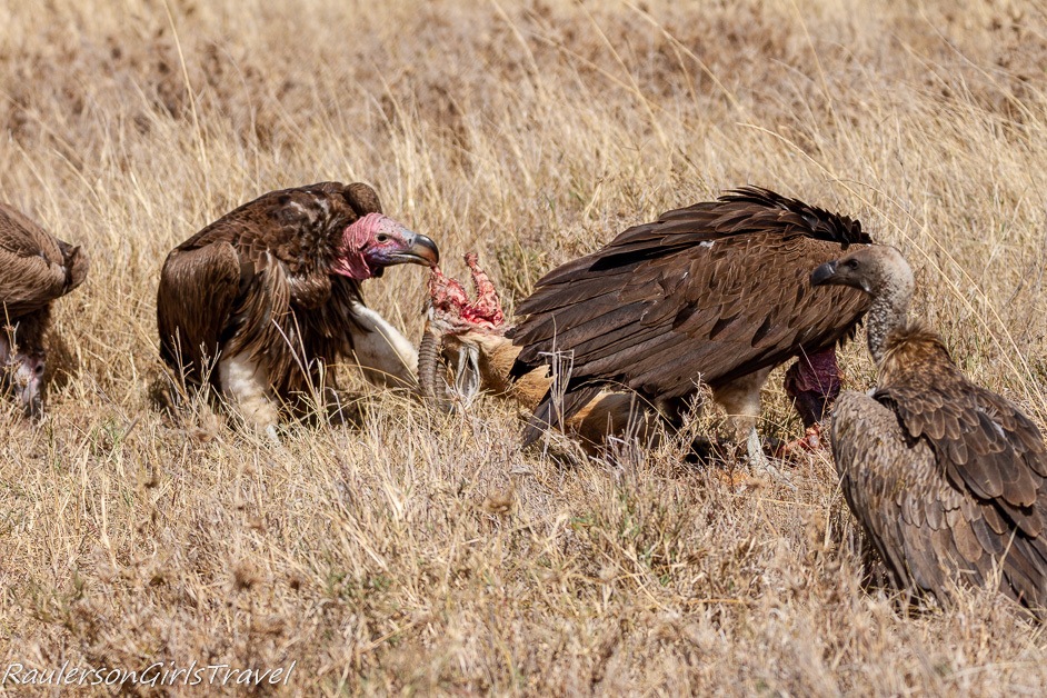 Vultures tearing apart a gazelle