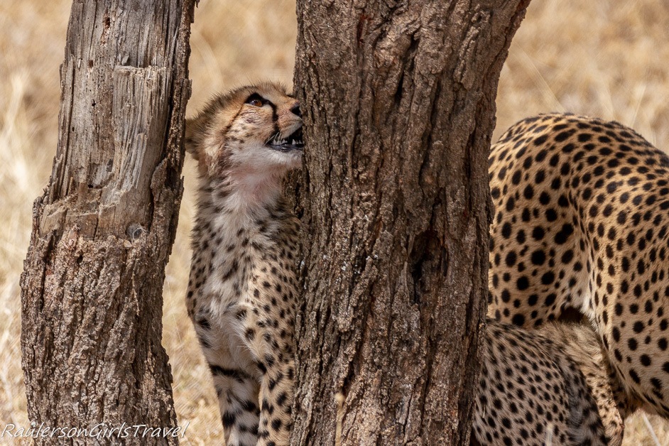 cheetah cub looking up a tree
