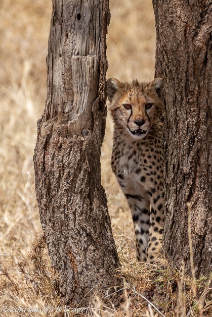 Cheetah cub looking between trees