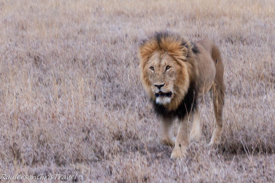 Male lion at Serengeti National Park