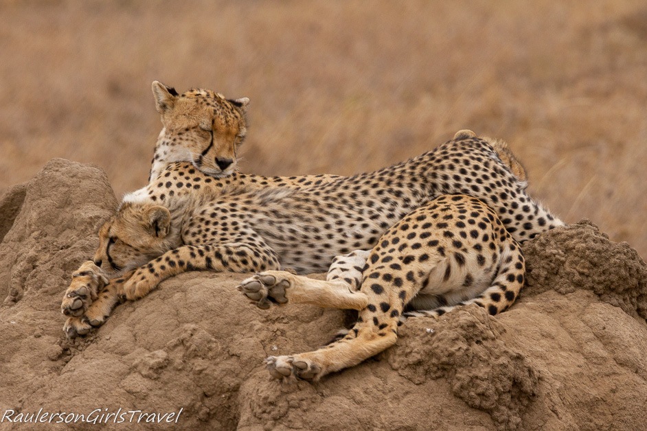 Young cheetah cub laying on top mother