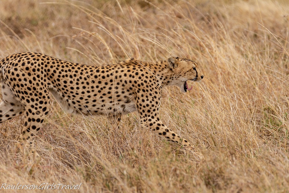 Cheetah moving through the grass