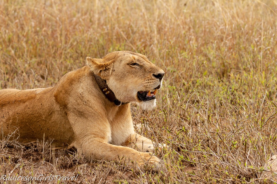 Collared lioness