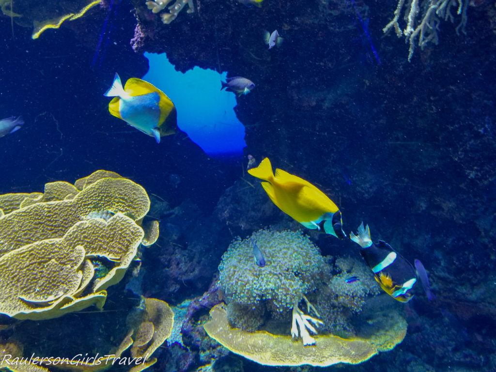 Underwater coral and fish in the Oceanographic Museum 2