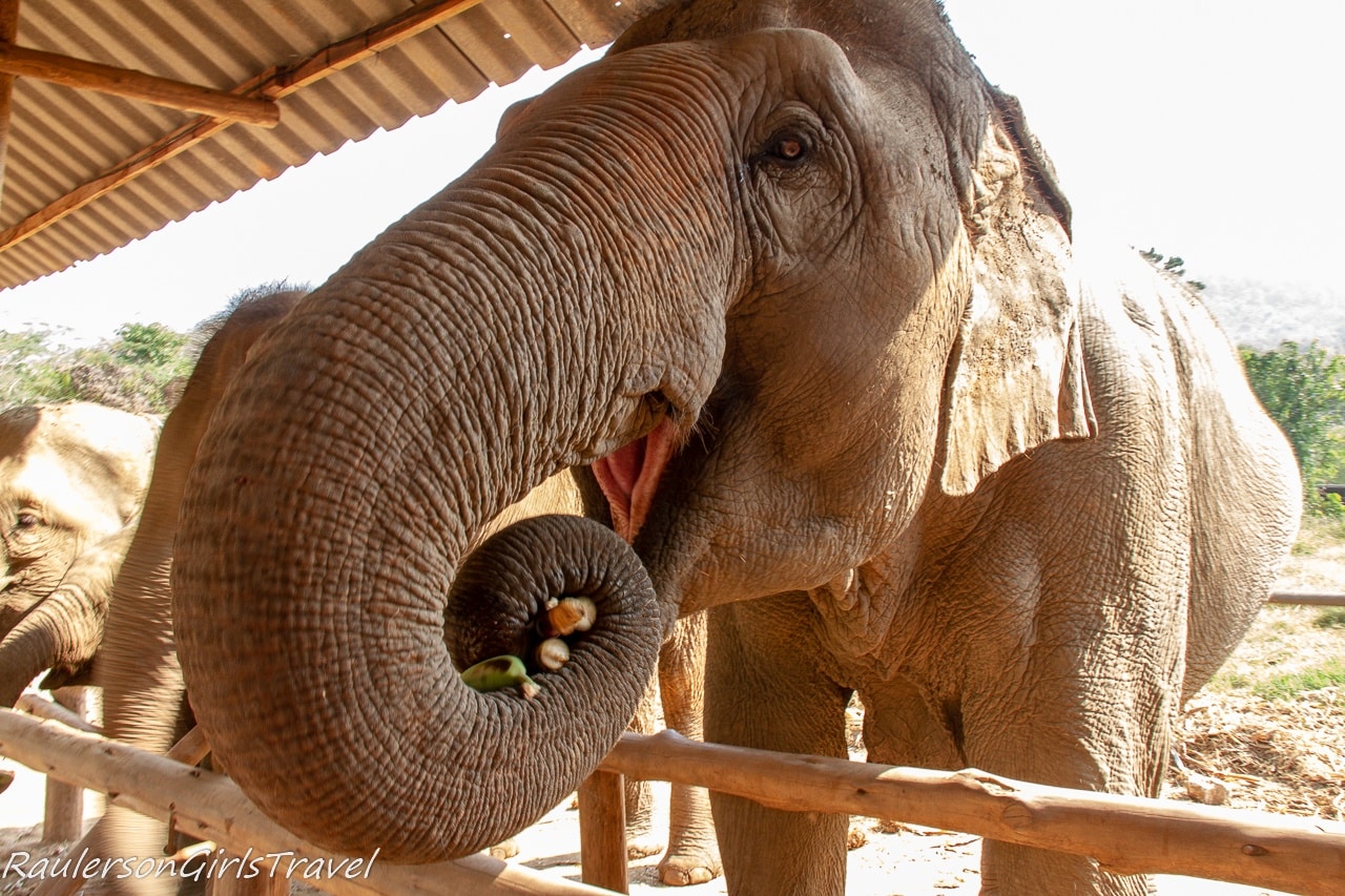 Elephant eating bamboo