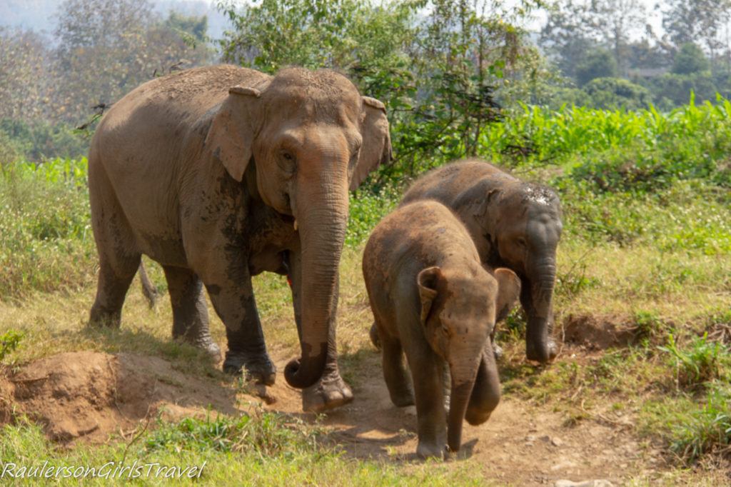 Mama and baby elephants