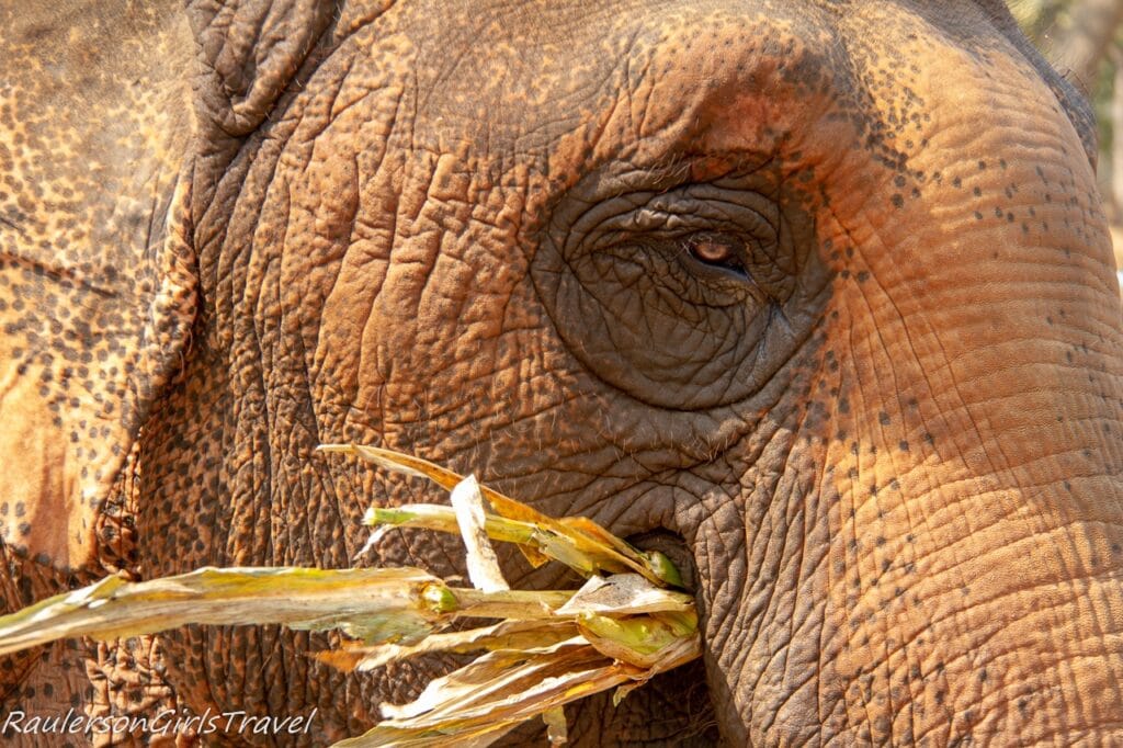 Close up of Elephant's face