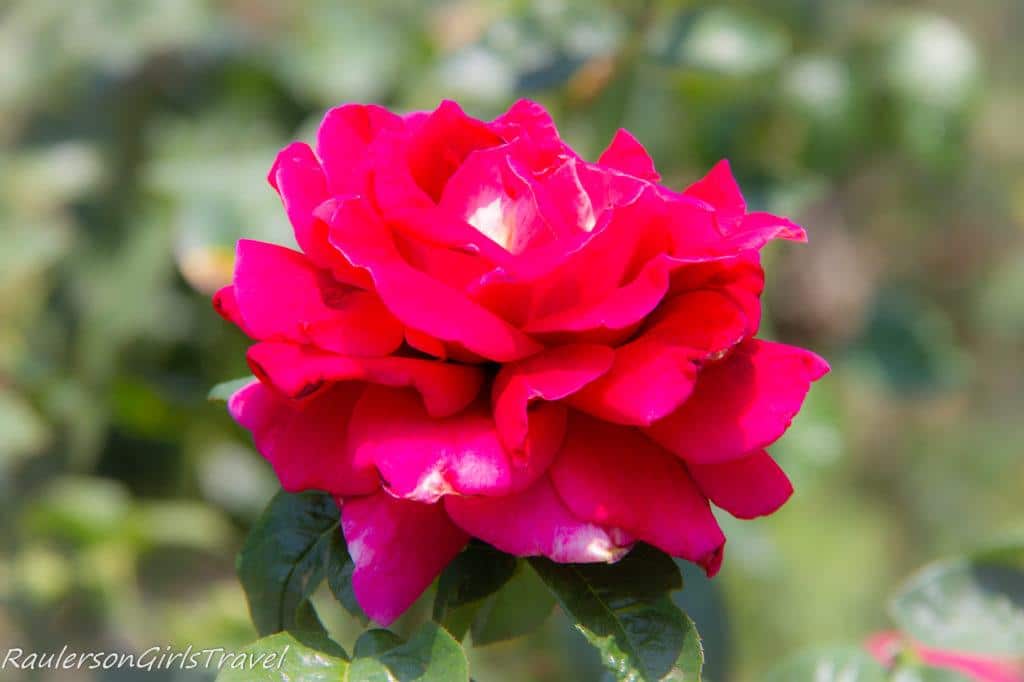 Pink Roses at Bhubing Palace