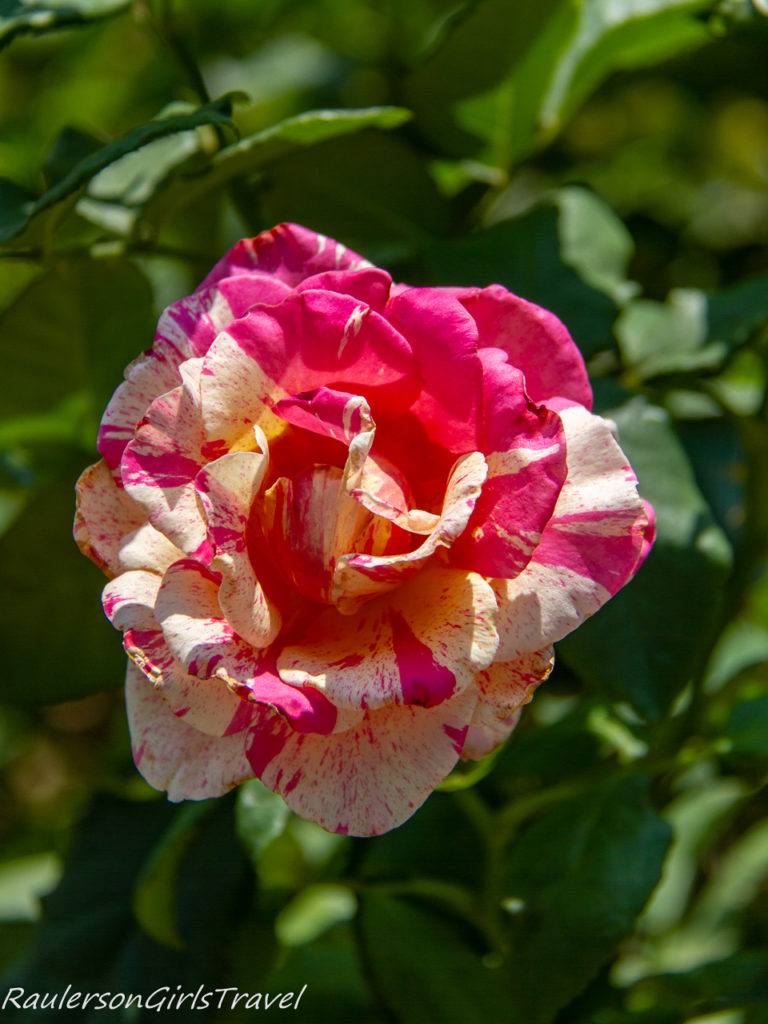 Pink and Cream Roses at Bhubing Palace