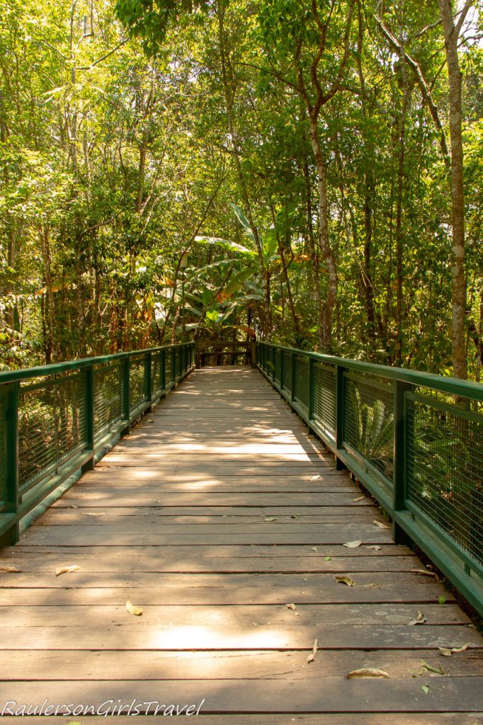 Bridge through forest