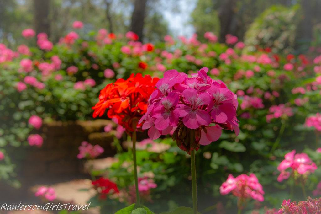 Red and Pink flowers