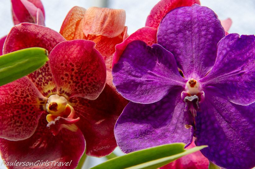 Colorful Orchids at the Bai Orchid and Butterfly Farm
