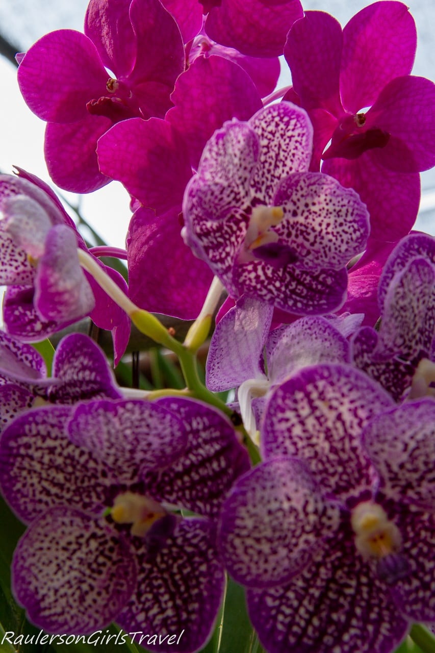 Purple and pink orchids