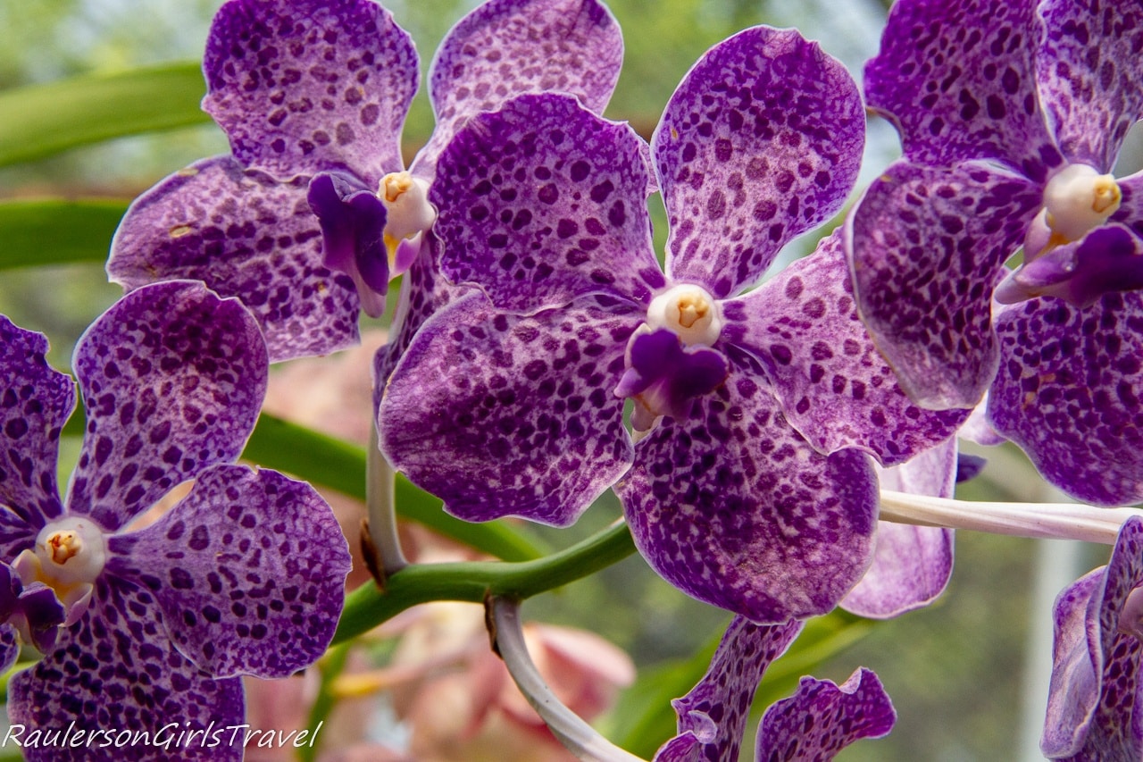 Spotted purple orchids