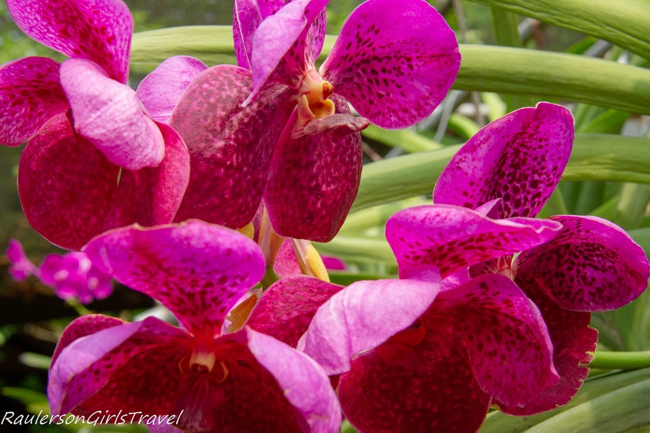 Bright Pink orchids