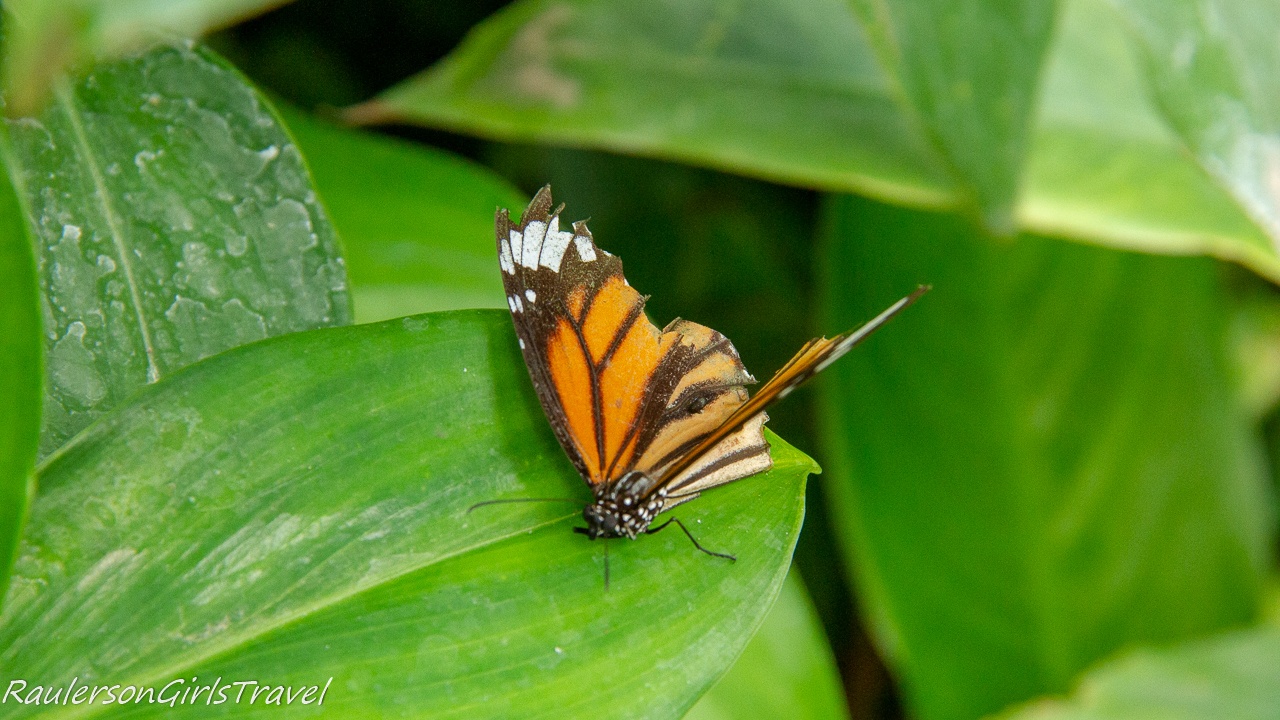 Monarch butterfly on leaf