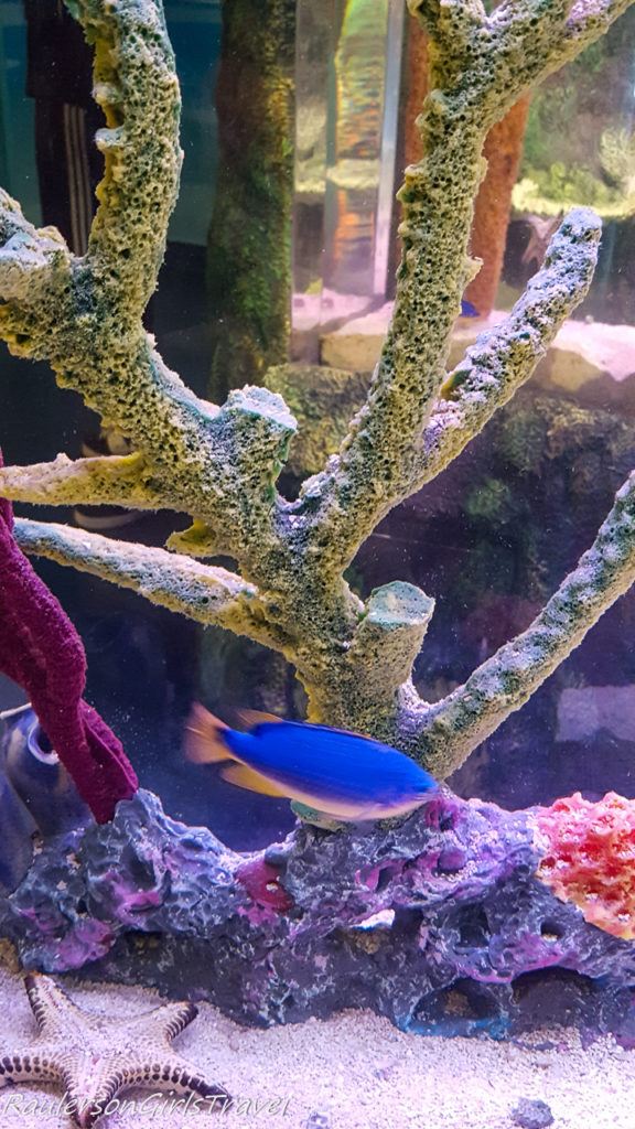 blue fish with coral at Sea Life aquarium
