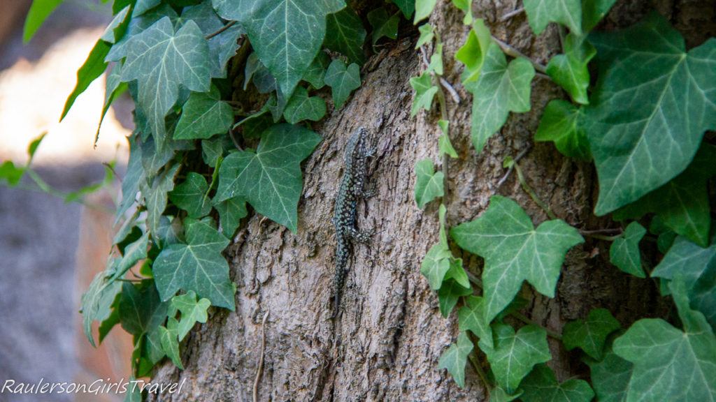 Lizard on Torcello