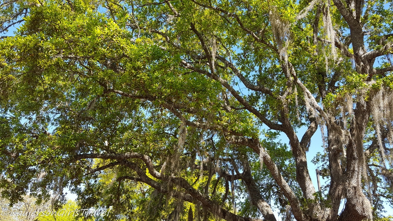 Spanish moss hanging from Oak tree