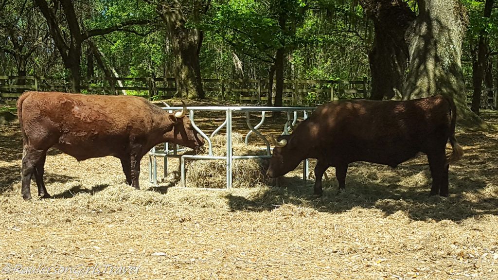 Red Devon milking cows at BrookGreen Gardens Zoo