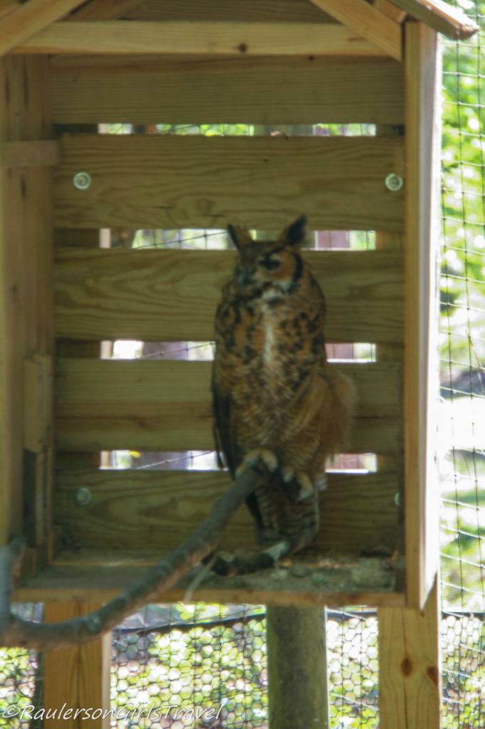Rescued Great Horned Owl at the BrookGreen Gardens Low Country Zoo