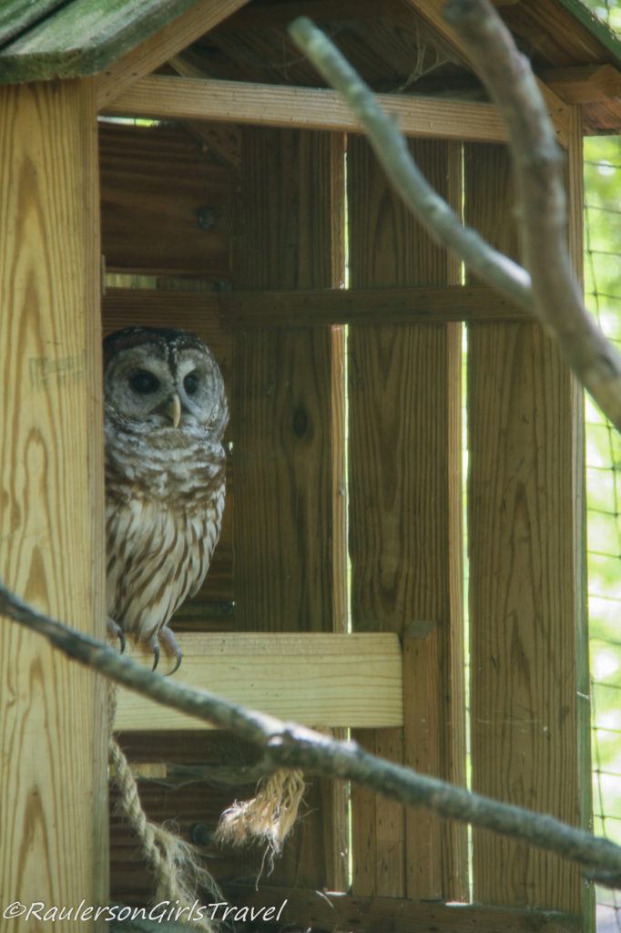 Rescued Barred Owl at the BrookGreen Gardens Low Country Zoo