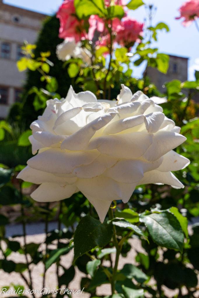 White Roses at Buonconsiglio Castle