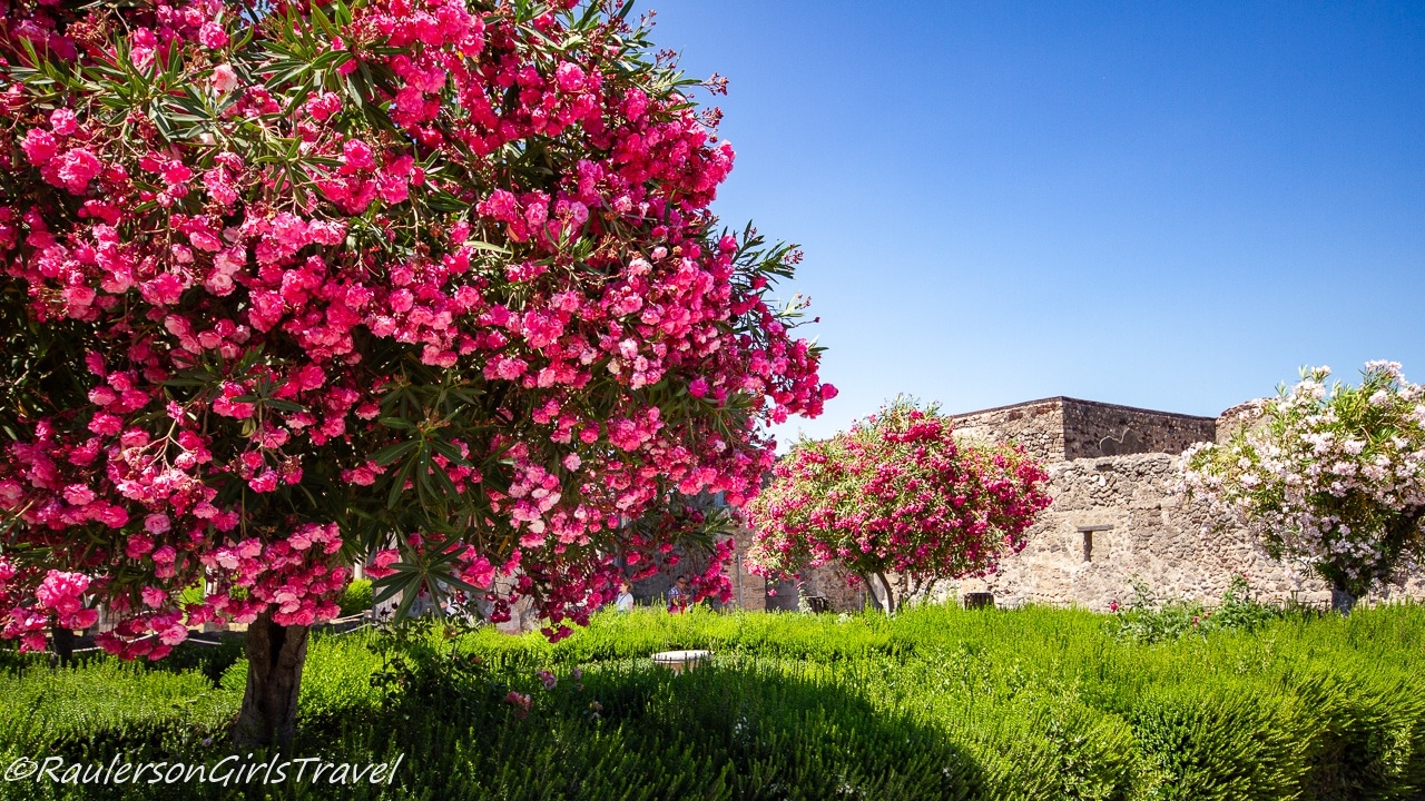 Pink and White trees among Pompeii ruins