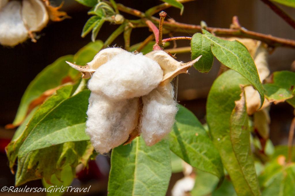 Cotton plant in Thailand