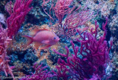 Pink Fish in Pink Coral