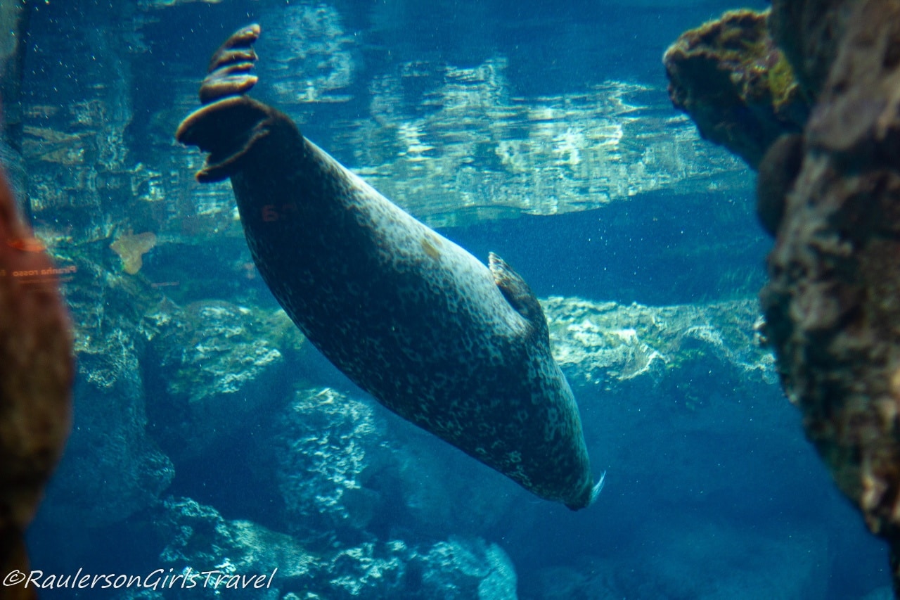 Seal swimming