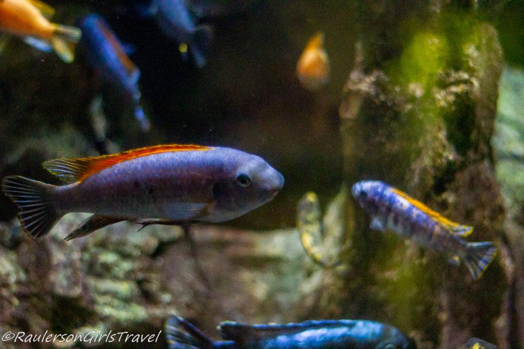 Colored fish in Aquarium of Genoa