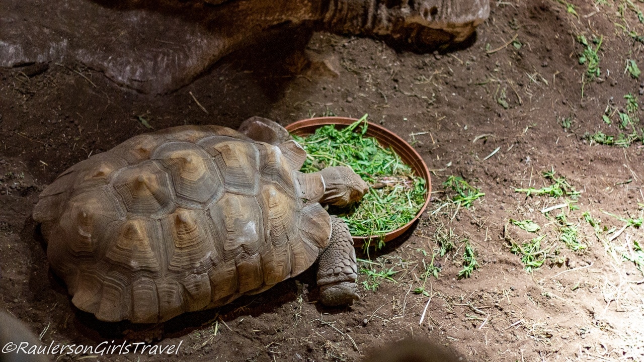 Turtle eating greens