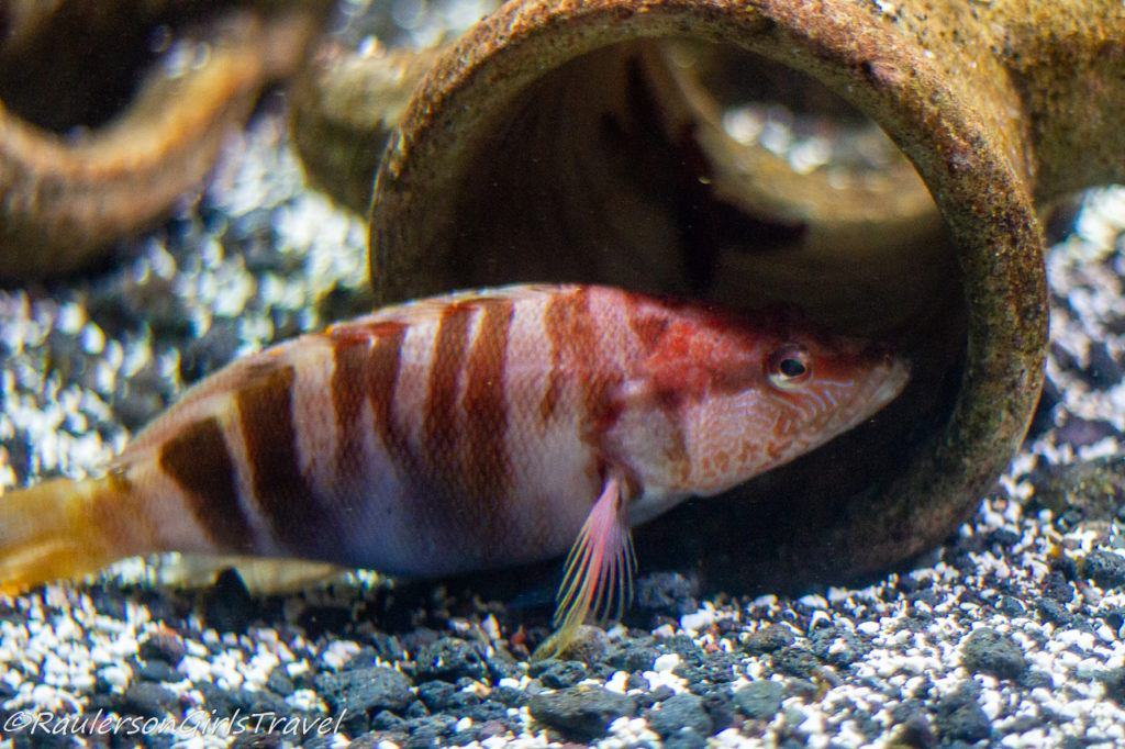 Pink and Red striped fish swimming in pipe