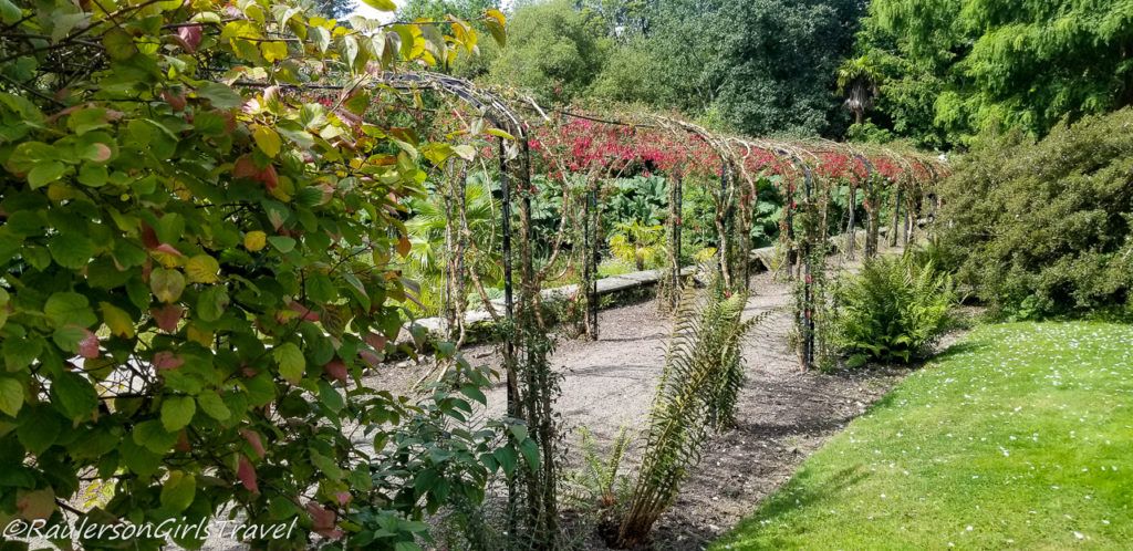 Fuchsia Walkway in the Penrhyn Walled Garden