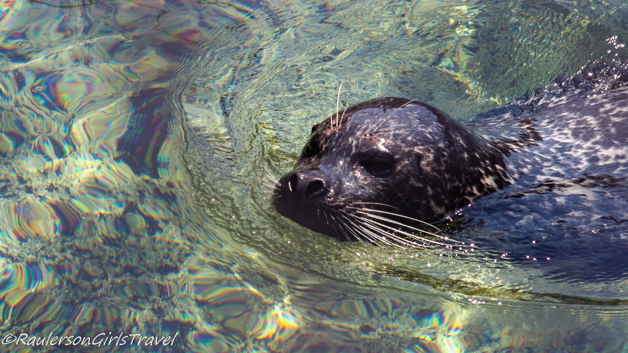 Seattle Aquarium - Seal Swimming