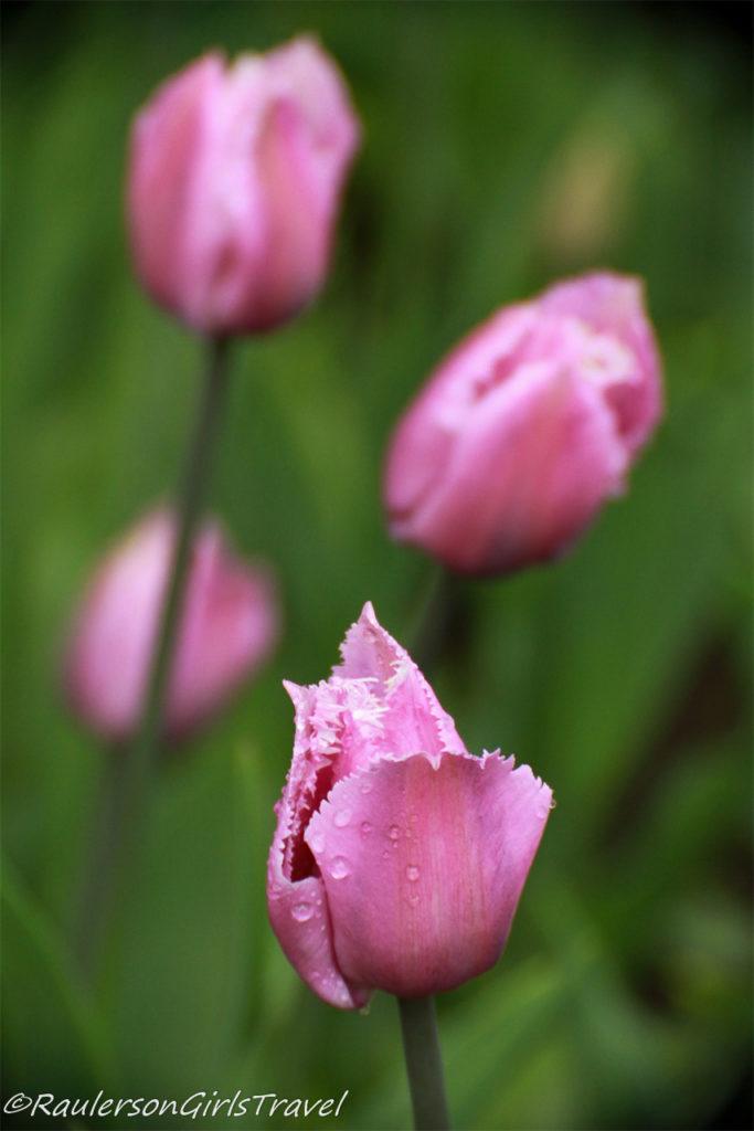 Pink fringed tulips