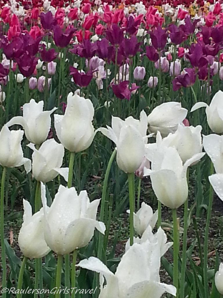 White, Purple and Pink Tulips