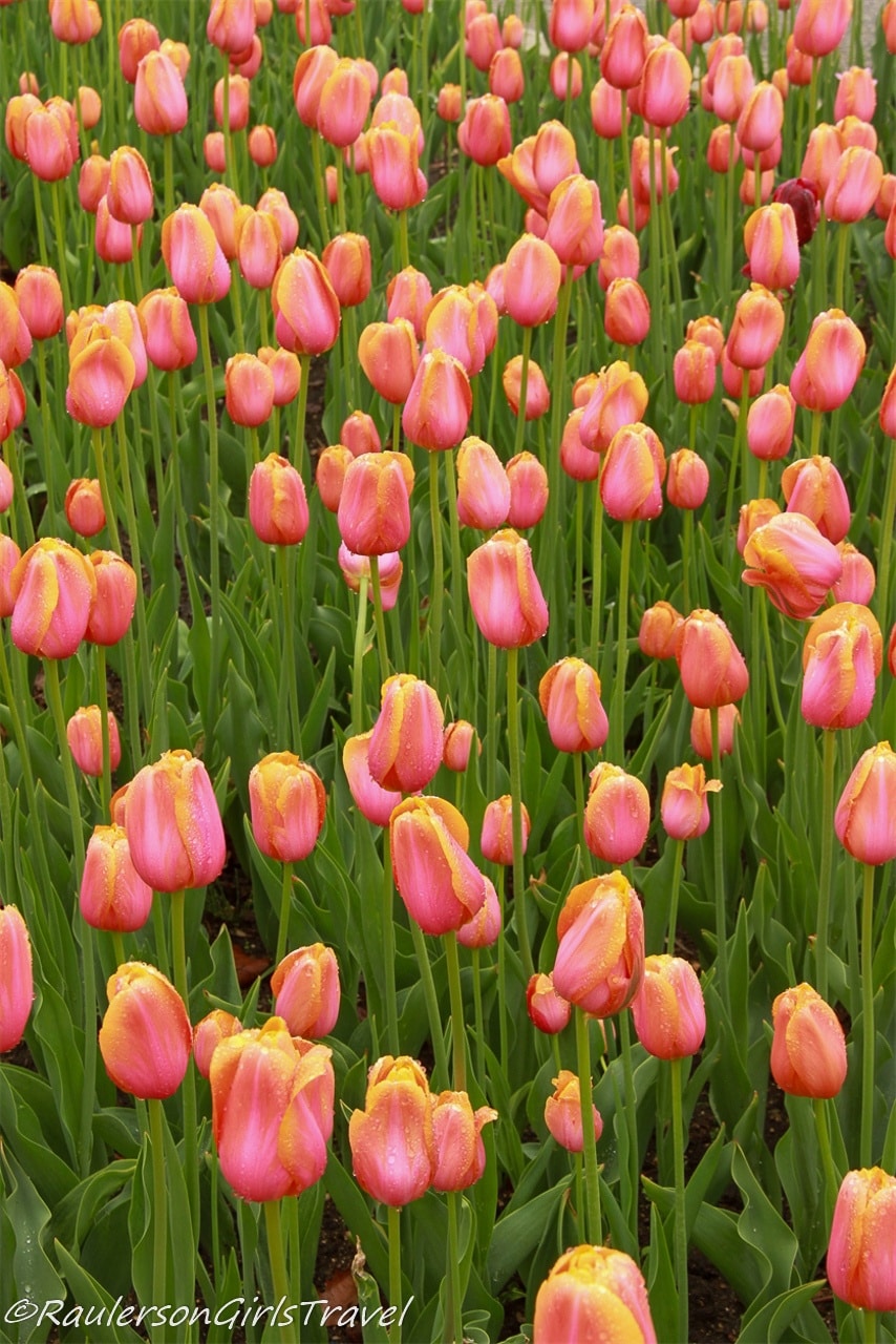 Group of Peach Tulips at the Holland Tulip Festival
