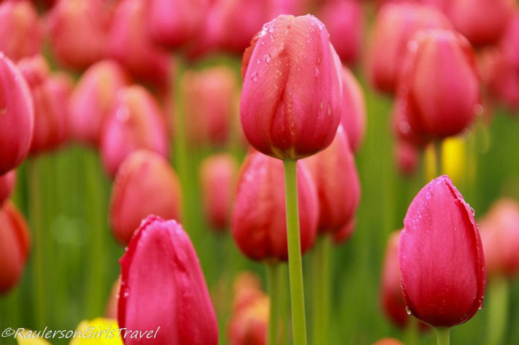 Pink and peach tulips