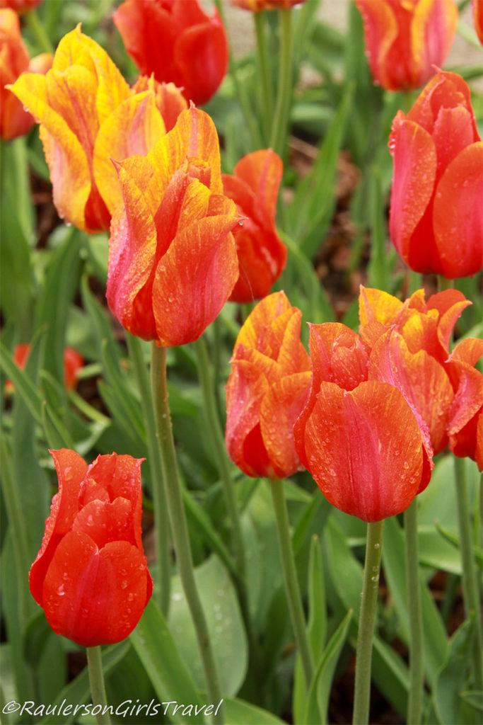 Bright orange and yellow mixed tulips