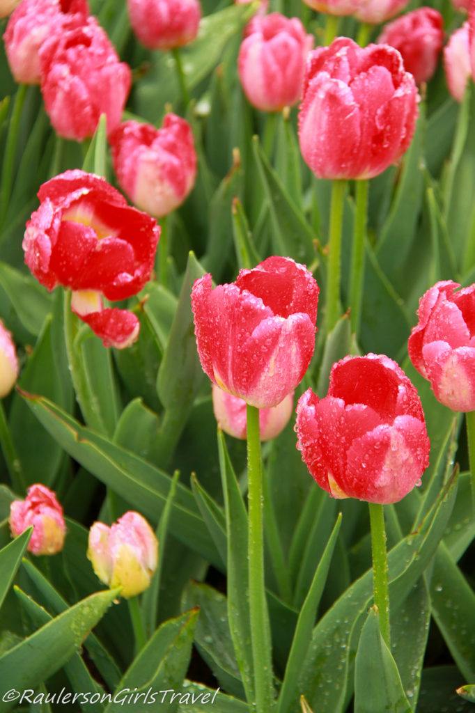 Bright Pink and white mixed tulips