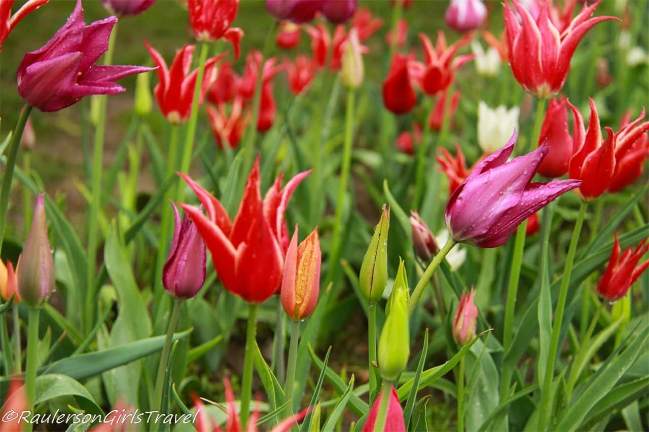 Colorful Lily-flowered Tulips at the Holland Tulip Festival