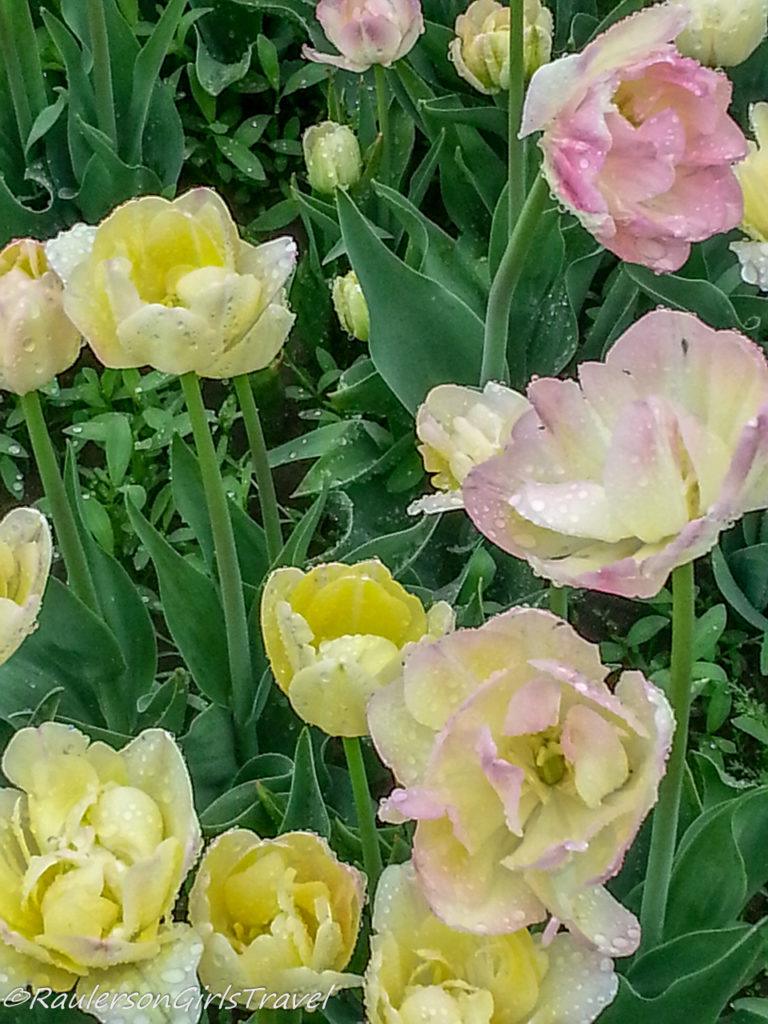 Light pink and yellow Double Tulips