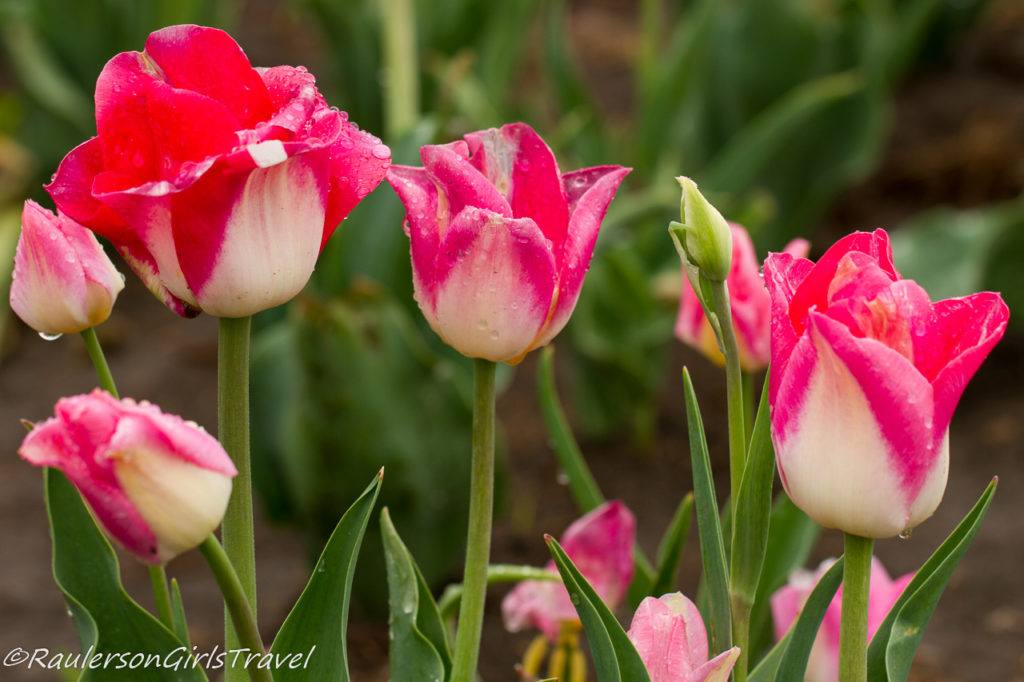 White and pink-tipped tulips