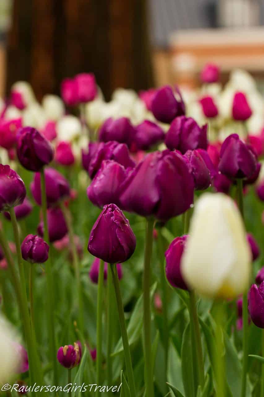 Bright Purple Tulips