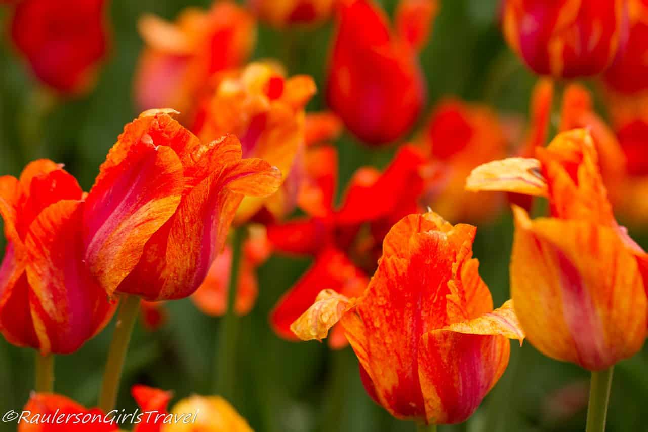 Bright Orange Tulips