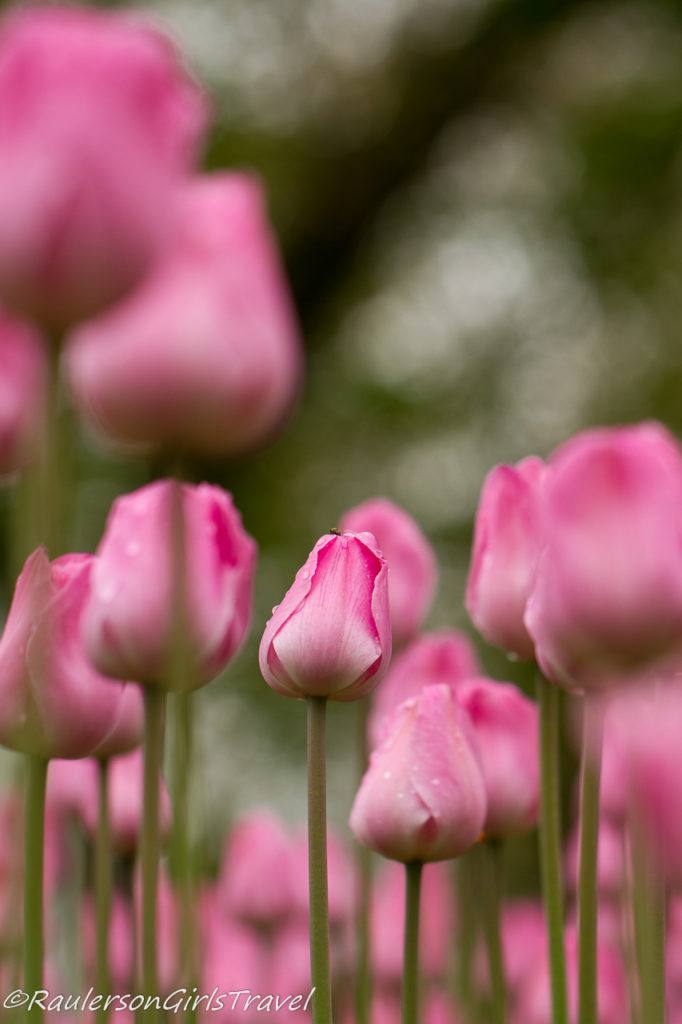 Delicate Pink Tulips