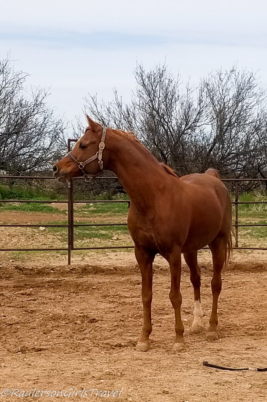 Renoir of Auld Macdonald Farm Arabians