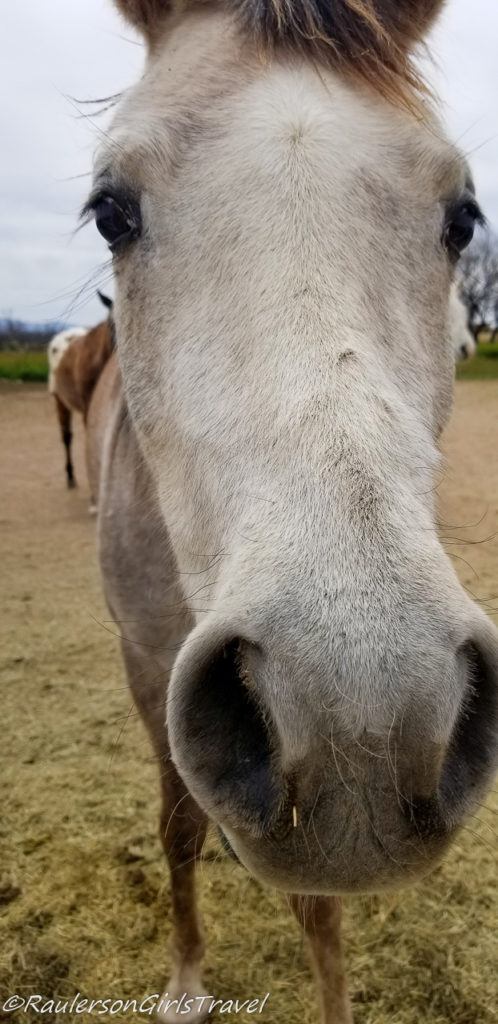 Star Horse Selfie